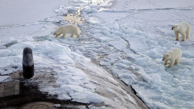 Polar_bears_near_north_pole
