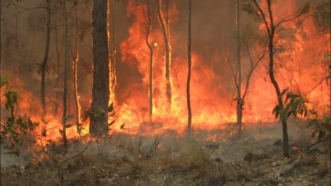 fortest fire