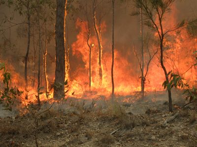 Forest fire